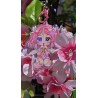 Keychain "Bubbletea"